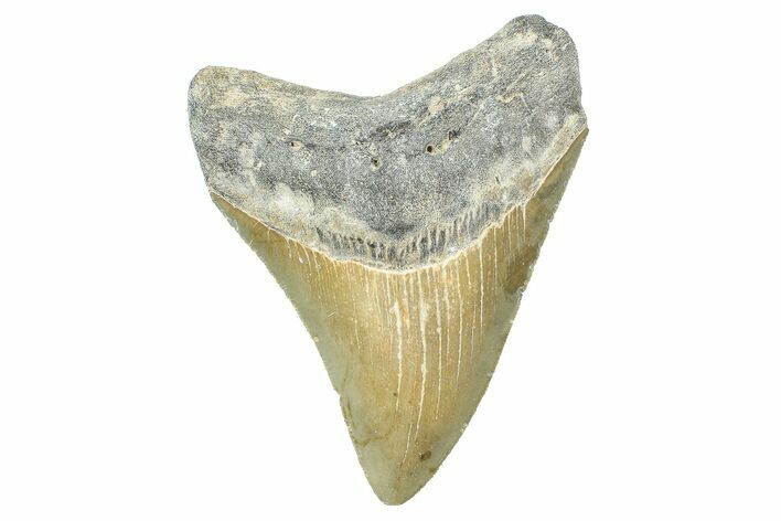 Serrated, Fossil Megalodon Tooth - North Carolina #371677